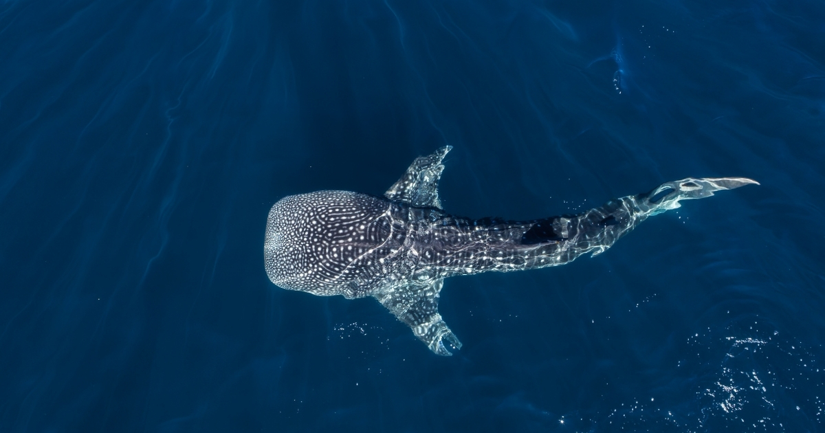 Swimming with Whale Sharks: an unparalleled experience in Isla Mujeres
